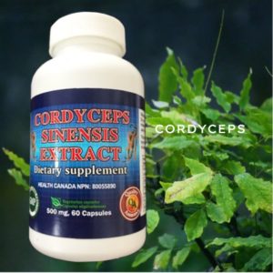 Cordyceps